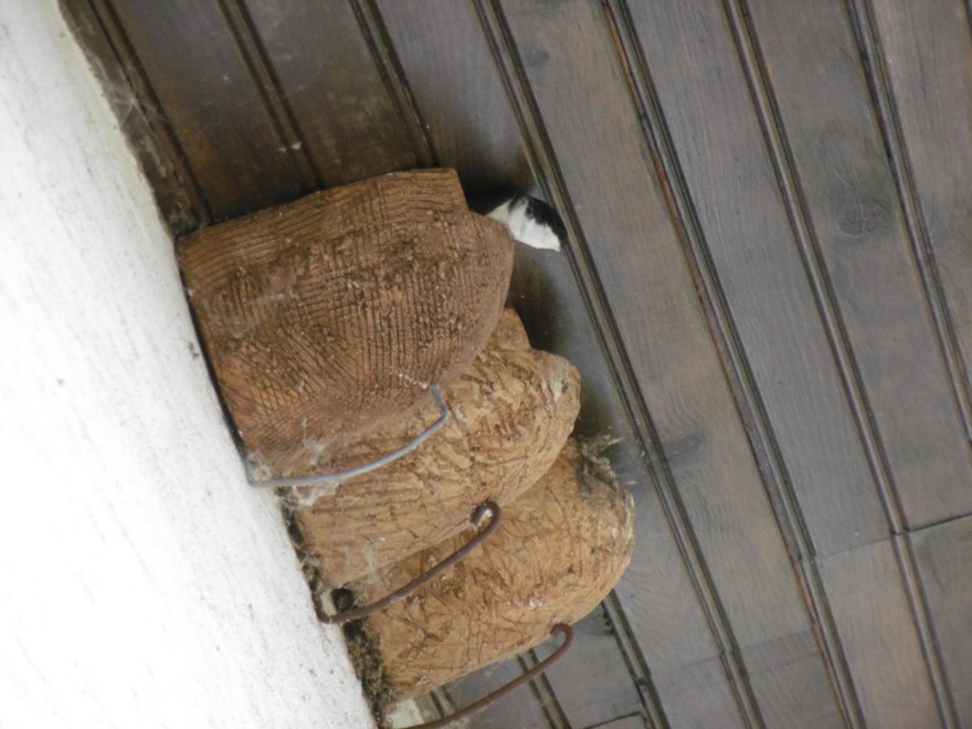 Hirondelles sous le toit d'une maison de Schlierbach - photo 2020