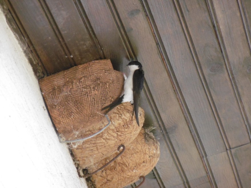 Hirondelles dans la grange de Thérèse - photo 2020