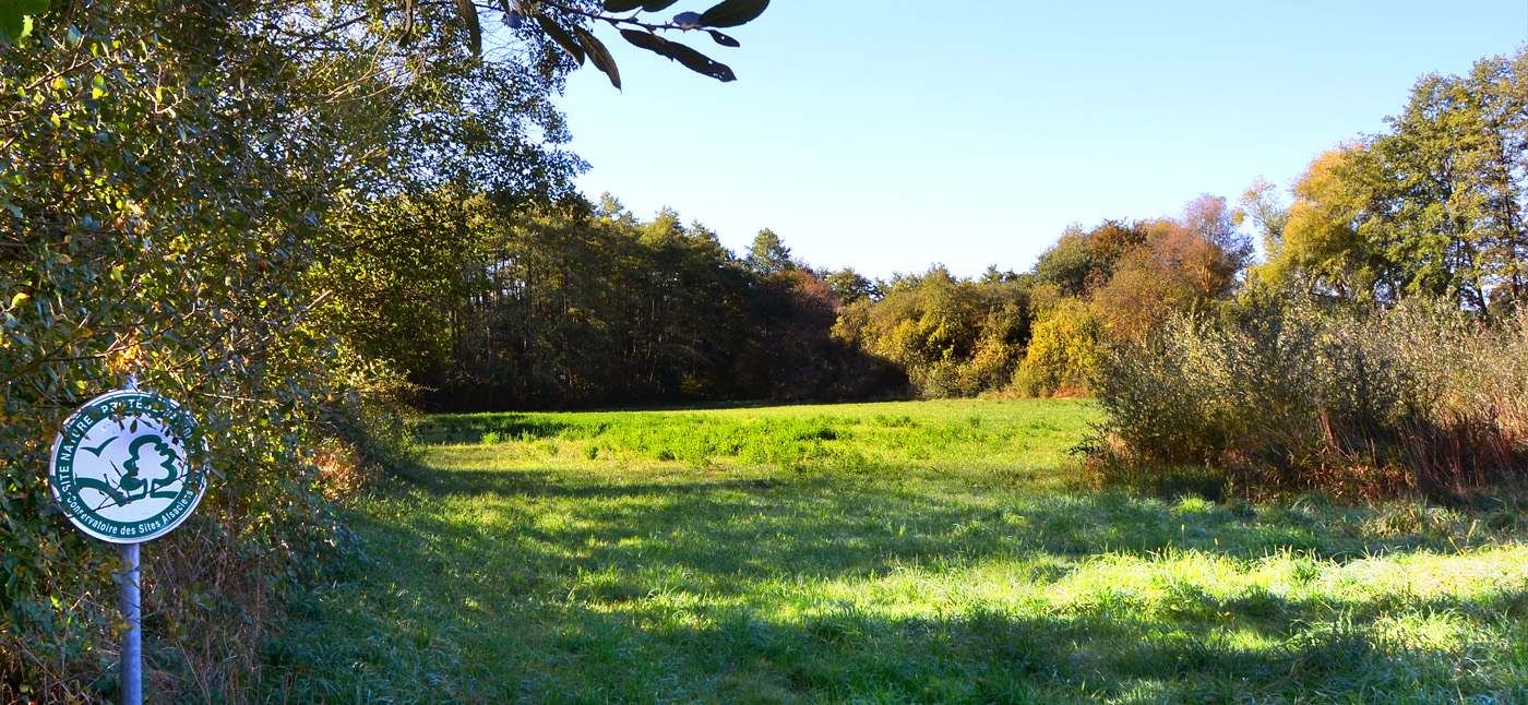 4. Petit Ried - Zone naturelle humide protégée