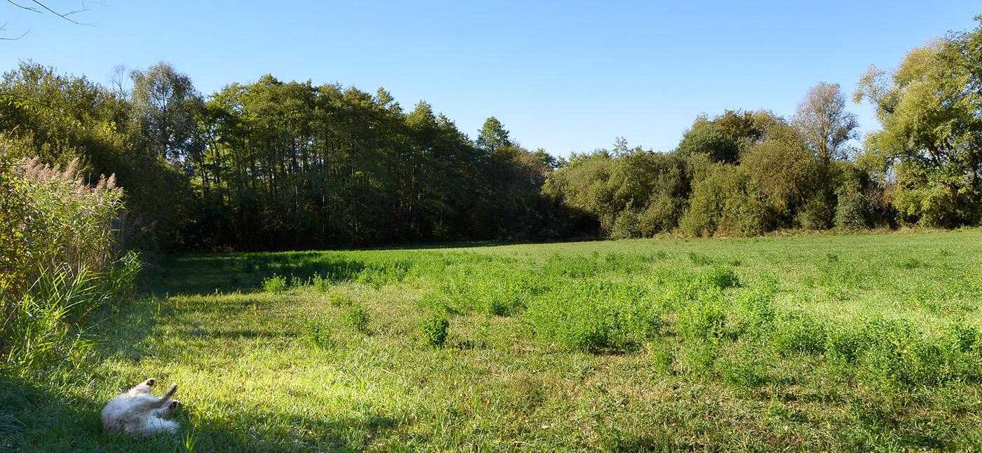 Prairie bordée de saules et d'aulnes